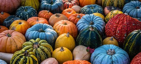 The Pumpkin Magic Phenomenon: Exploring the Popularity of Fall's Favorite Fruit